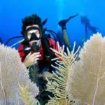 Diving_Seafans_Amanda Nicholls Divers enjoying the coral reefs at the cayman islands