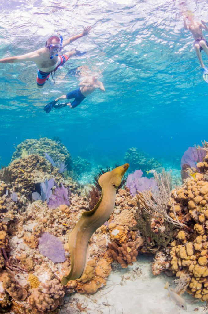 Snorkelling reefs in Cayman Islands