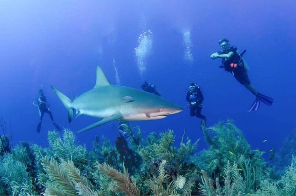 4 divers diving with shark