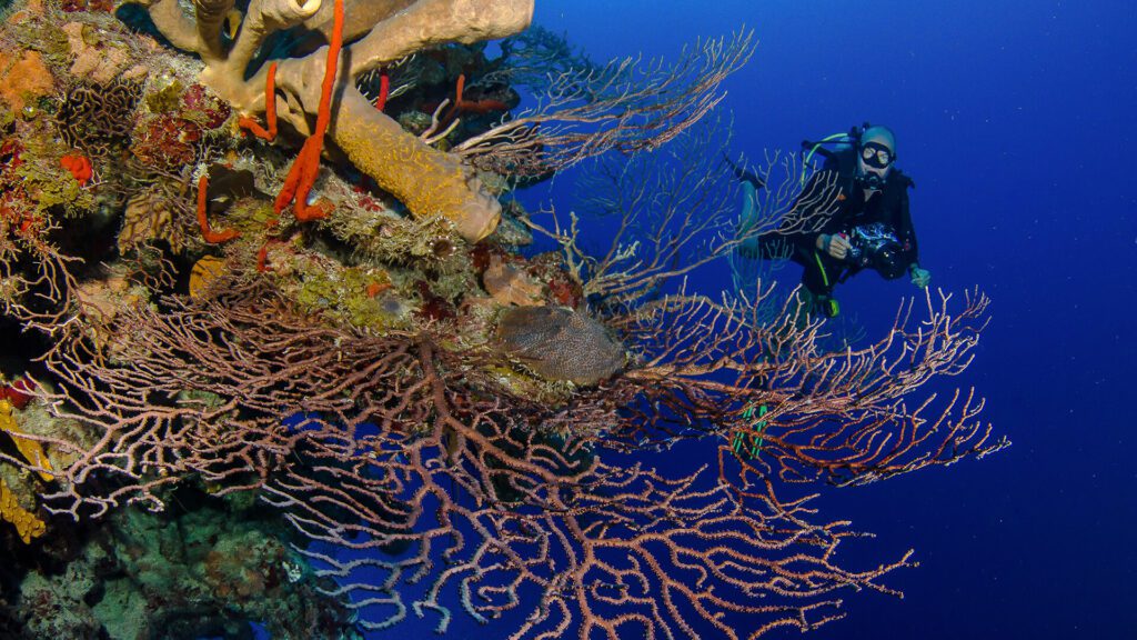 Diving amongst coral reefs