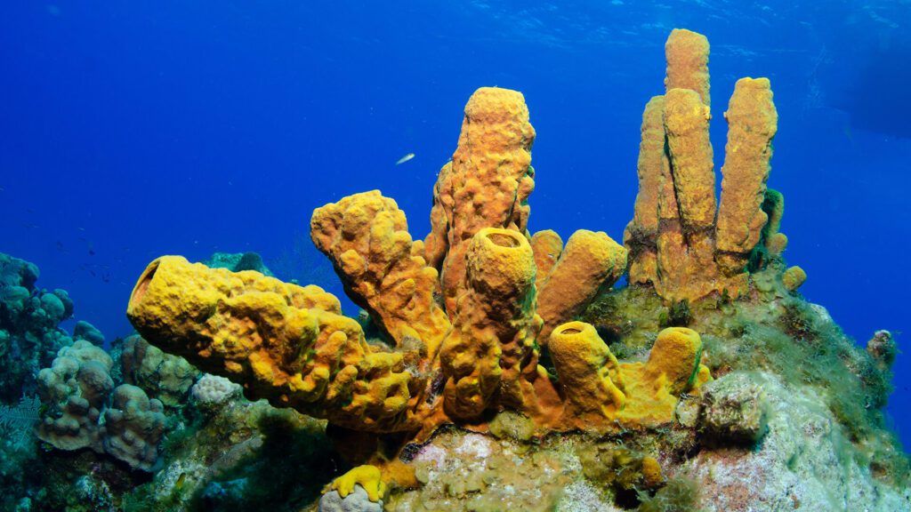 Colorful coral reefs in Cayman Islands