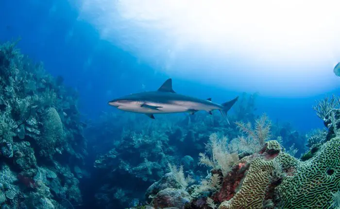 A shark spotted underwater on a dive trip with Red Sail Sports, Cayman Islands