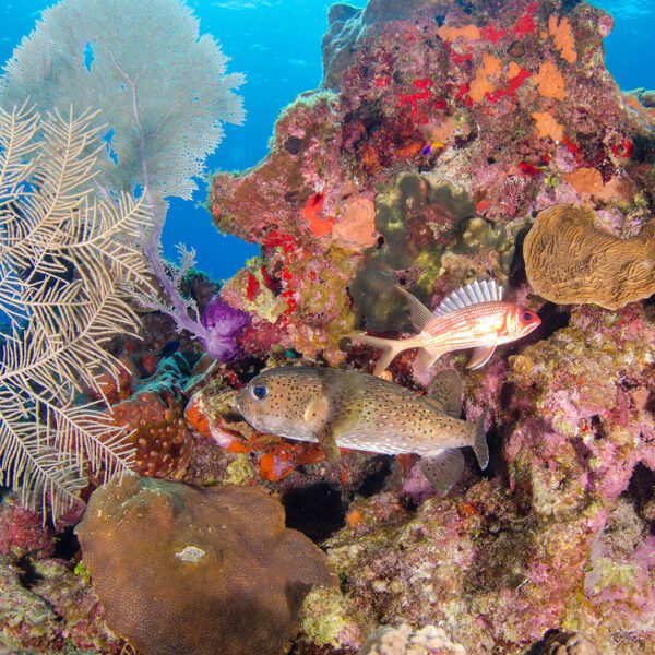 Fish swiming in colorful coral reefs in cayman islands