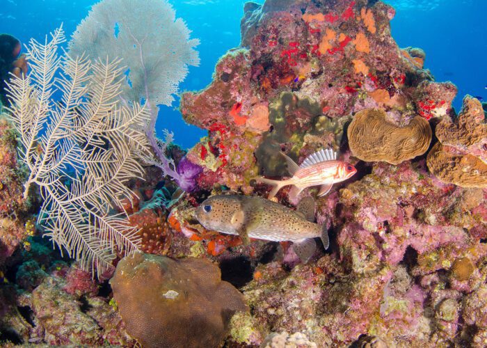 Fish swiming in colorful coral reefs in cayman islands