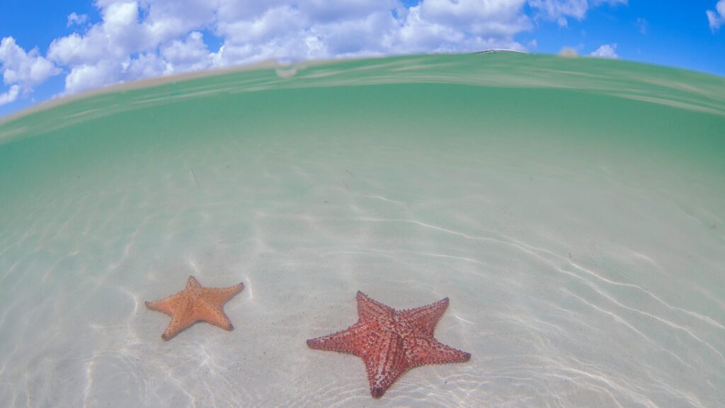 2 stars on sea bed