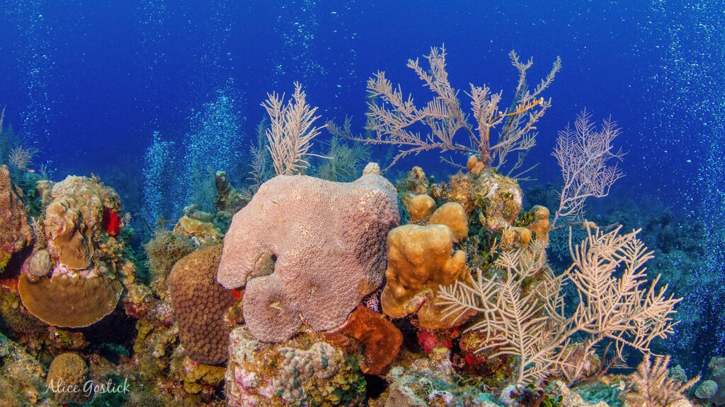 Colorful coral reefs at cayman Islands