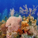 Colorful coral reefs at cayman Islands