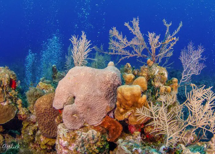 Colorful coral reefs at cayman Islands