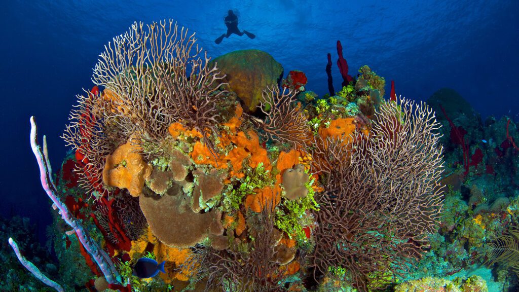Orange coral reefs