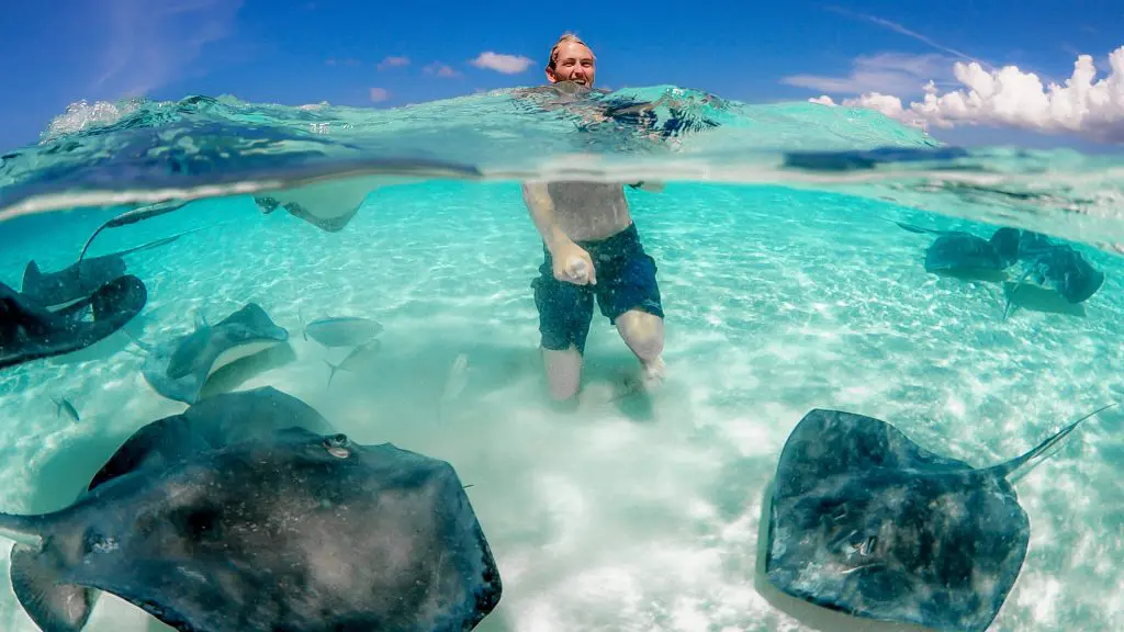 A man in swimming shorts crouches in the shallow, clear water of Stingray City in Grand Cayman. The camera is placed on the waterline, so we can see the man's smiling face above the surface and the rest of his body below it. Beneath the water, we can see the sandy seabed and multiple large, dark southern stingrays swimming. This is a typical fun experience on Red Sail Sports' Stingray City boat tours.