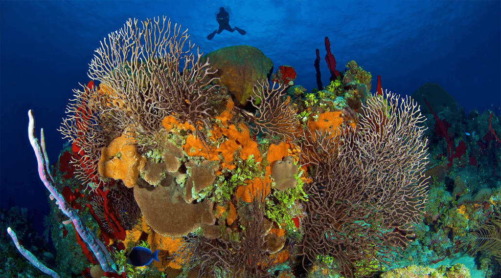 Colorful coral reefs in Cayman Islands