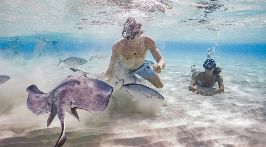 A man and a woman in swimwear and snorkels swim in the beautiful azure waters at Stingray City, Grand Cayman. The woman is lying on her front on the sandy seabed, watching as the man interacts with two stingrays. Numerous silver fish swim around the man and the stingrays, too. The interaction has kicked up a little sand from the seabed, adding a dusty quality to the water beneath the man.