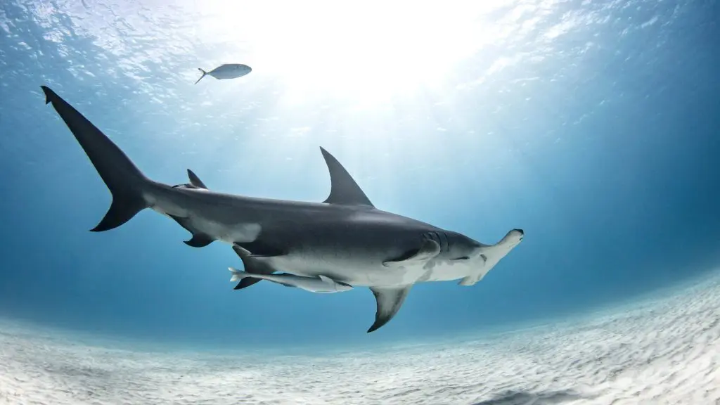 Great hammerhead shark