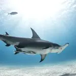 Great hammerhead shark