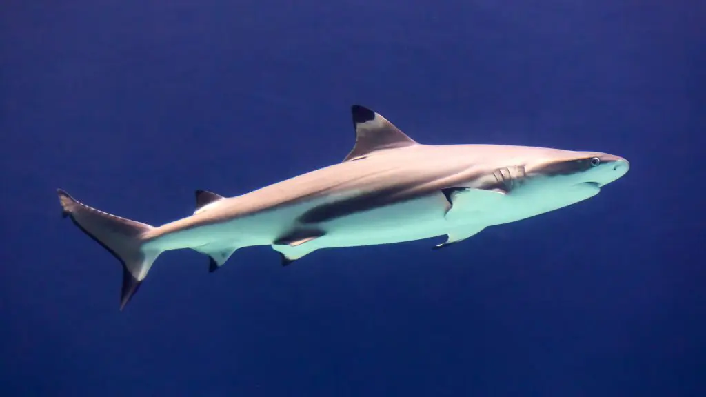 large white shark in blue water